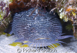 Splendid Toadfish-Cozumel-Canon 5D 100 mm macro by Richard Goluch 